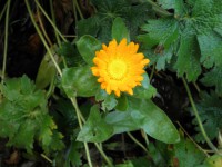 /album/fotogallerij/goudsbloem-jpg/
