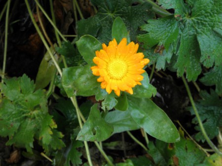 Goudsbloem