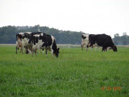 Grazende koeien in de buurt van Beswerd